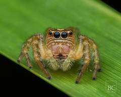 Opisthoncus serratofasciatus