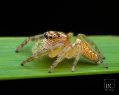 Opisthoncus serratofasciatus