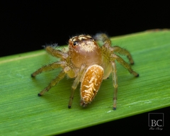 Opisthoncus serratofasciatus