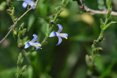 Carlowrightia