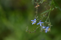 Carlowrightia