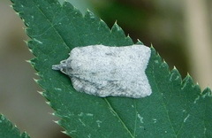 Acleris roscidana