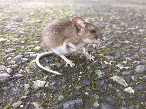 Western Deer Mouse