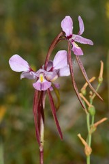 Diuris daltonii