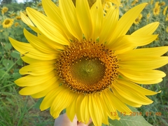 Helianthus
