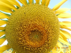 Helianthus
