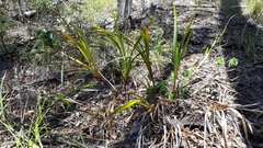 Dianella
