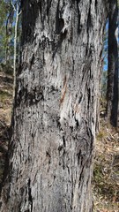 Corymbia trachyphloia