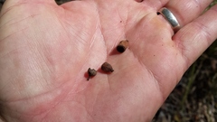 Corymbia trachyphloia