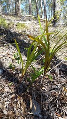 Dianella