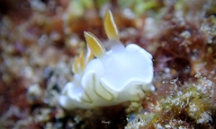 Ardeadoris angustolutea