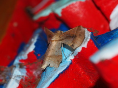 Krananda latimarginaria