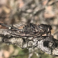 Atrapsalta fuscata