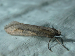 Deuterotinea casanella