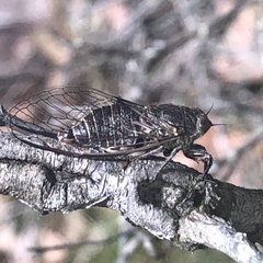 Atrapsalta fuscata