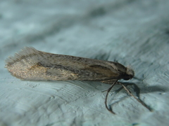 Deuterotinea casanella