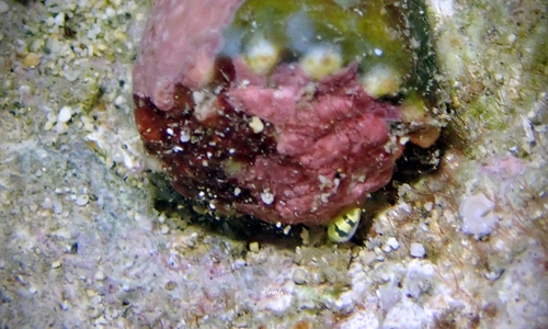 Cystiscus huna in life