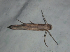 Deuterotinea casanella