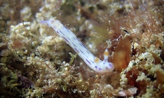 Hypselodoris bertschi