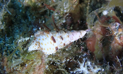 Xenuroturris kingae observed 2021-11-17