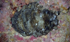 Stichopus horrens