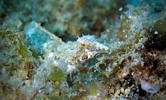 Synchiropus rosulentus