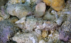 Synchiropus rosulentus