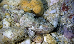 Synchiropus rosulentus