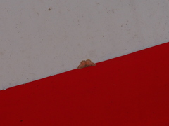 Chrysocraspeda sanguinea