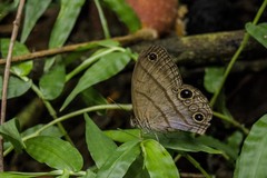 Amiga arnaca