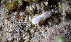 Goniobranchus verrieri