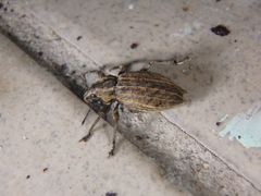Elytrodon bidentatus