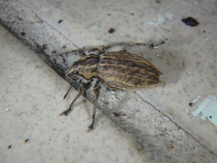 Elytrodon bidentatus