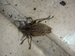 Elytrodon bidentatus