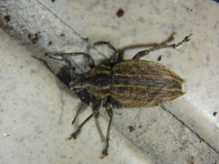 Elytrodon bidentatus