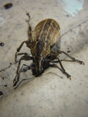 Elytrodon bidentatus