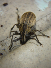 Elytrodon bidentatus