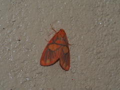 Matsumursine horishanella