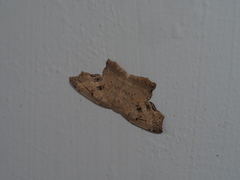 Phalacra strigata