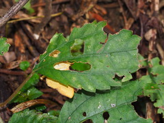 Endocrossis caldusalis