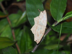 Pareclipsis serrulata