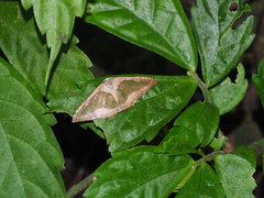 Celenna festivaria