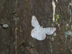 Pingasa ruginaria pacifica