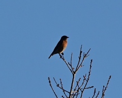 Sialia mexicana