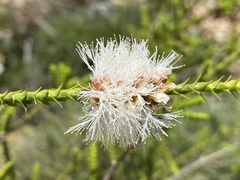 Melaleuca uxorum