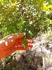 Phyllocladus