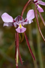 Diuris daltonii