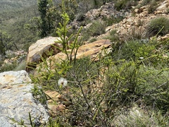 Melaleuca uxorum
