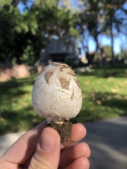 Coprinus comatus