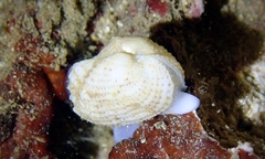 Acar plicata